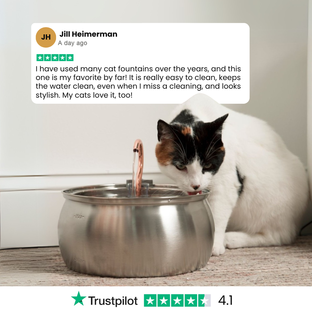 EveryFlow™ Kitty spout Fountain